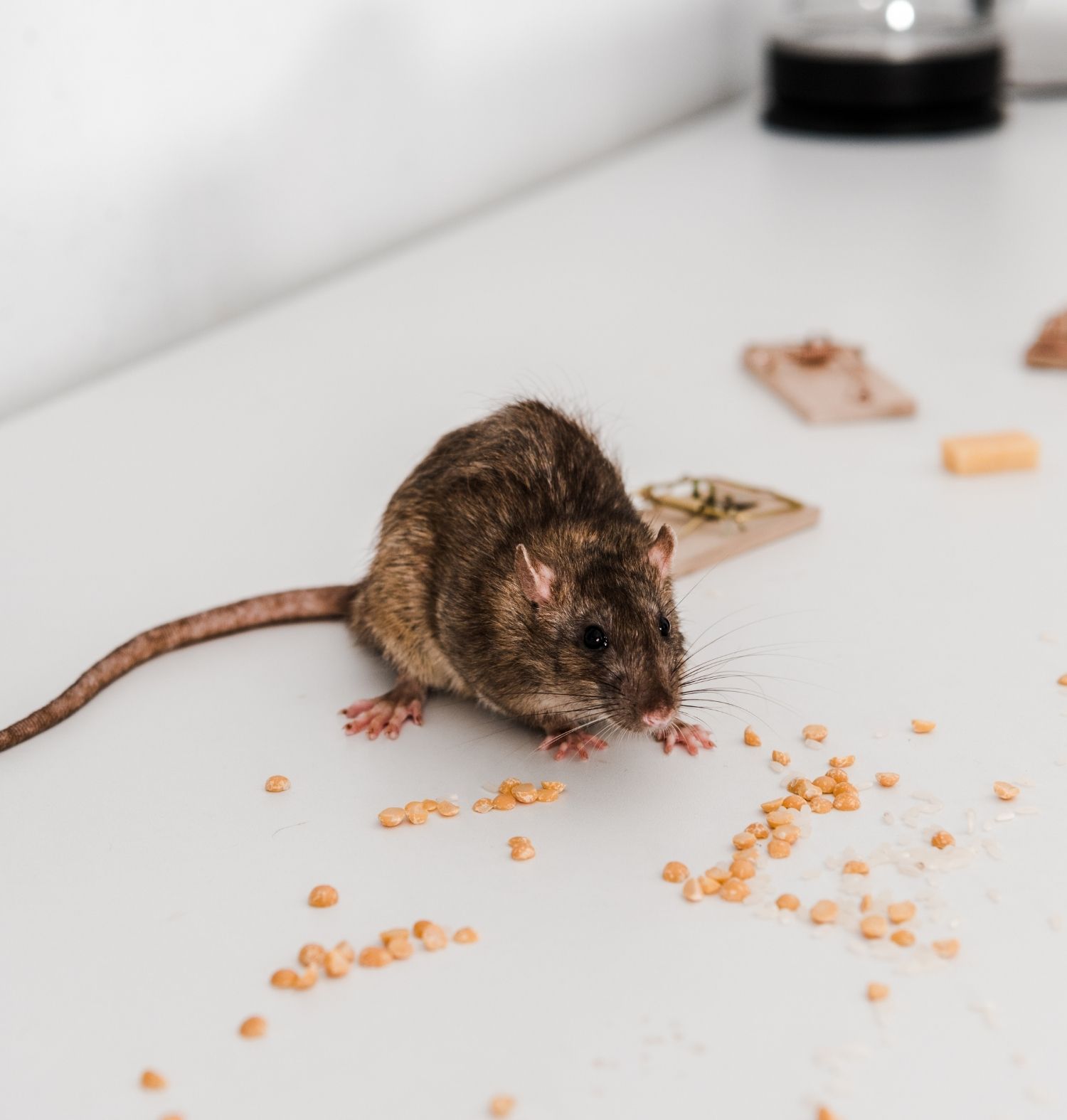 Rodent Dropping Cleanup in Western Springs