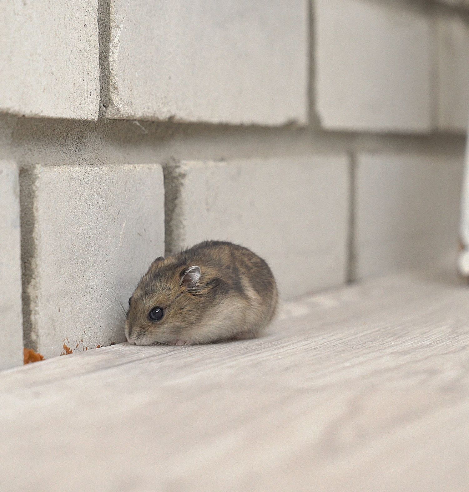 Rodent Dropping Cleanup in Western Springs