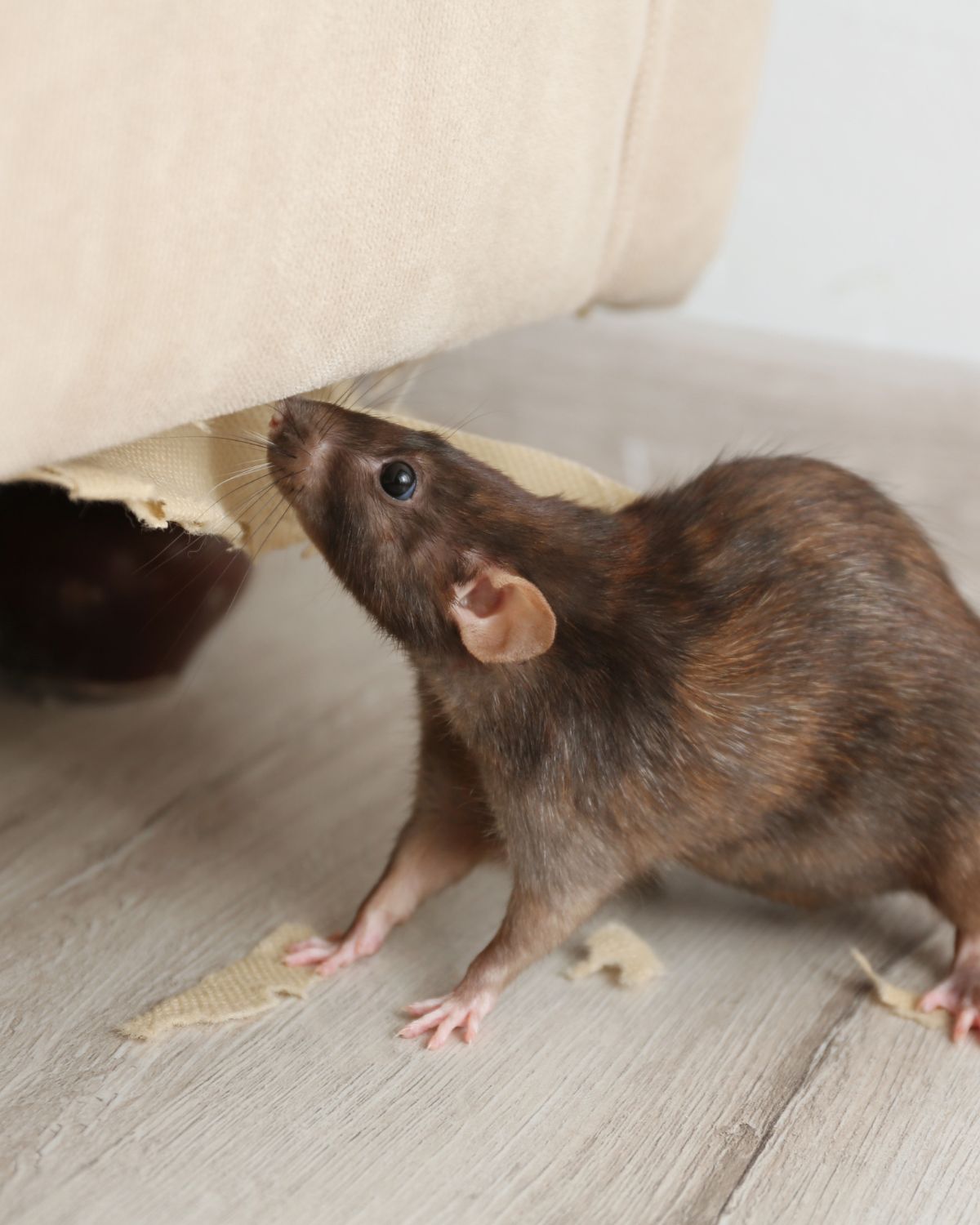 Rodent Dropping Cleanup in Western Springs